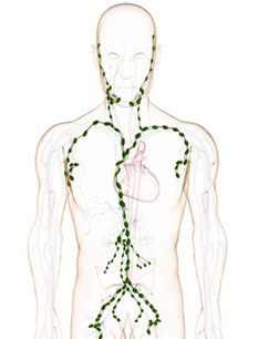 Das Lymphsystem